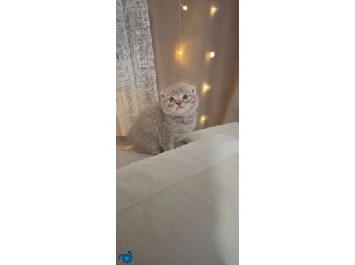 İstanbul safkan yavrular 