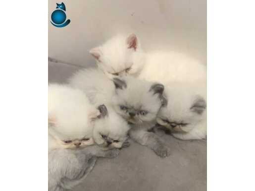 Safkan kalite garantili Colorpoint Exotic Shorthair yavrumuz
