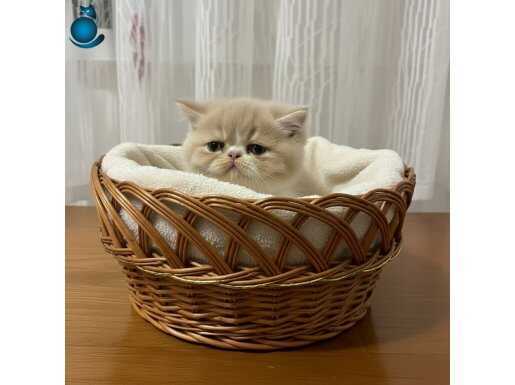 A kalite garantili bir tombiş