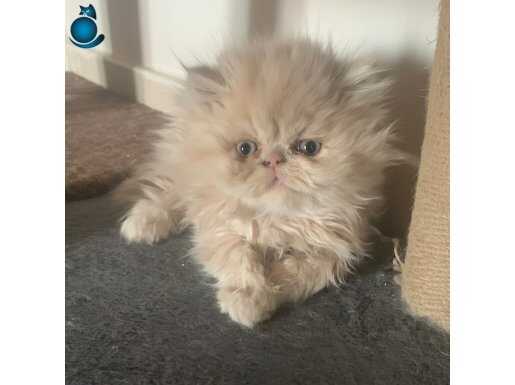 A kalite garantili minnoş yavrular