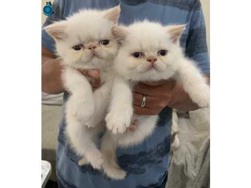Color Point Exotic Shorthair yavrumuz. Safkan
