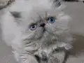 Flat-Face Blue Point safkan yavrular