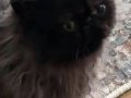 Doll-Face Bebek suratlı Egzotik İran kedisi