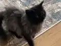 Doll-Face Bebek suratlı Egzotik İran kedisi