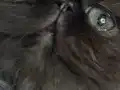 Doll-Face Bebek suratlı Egzotik İran kedisi