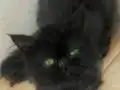 Bebek suratlı safkan Egzotik kedicik
