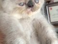 Tertemiz kan taşıyan Exotic Shorthair