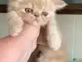 Tertemiz kan taşıyan Exotic Shorthair