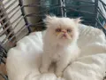 Tertemiz kan taşıyan Exotic Shorthair