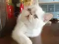 Tertemiz kan taşıyan Exotic Shorthair