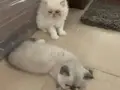 Tertemiz kan taşıyan Exotic Shorthair