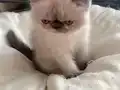 Tertemiz kan taşıyan Exotic Shorthair
