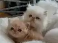 Tertemiz kan taşıyan Exotic Shorthair