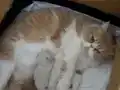 Tertemiz kan taşıyan Exotic Shorthair
