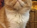 Tertemiz kan taşıyan Exotic Shorthair