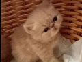 Küçük Garfield yeni ailesiyle tanışmaya hazır