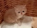 Küçük Garfield yeni ailesiyle tanışmaya hazır