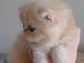 Küçük Garfield yeni ailesiyle tanışmaya hazır