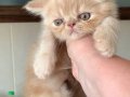 Küçük Garfield yeni ailesiyle tanışmaya hazır