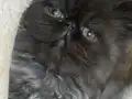 Bebek suratlı safkan Egzotik kedicik
