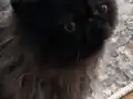 Bebek suratlı safkan Egzotik kedicik