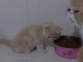Doll-Face kalite garantili EXO d22 (Red Tabby) yavrumuz