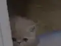 Doll-Face kalite garantili EXO d22 (Red Tabby) yavrumuz