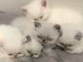 Safkan kalite garantili Colorpoint Exotic Shorthair yavrumuz