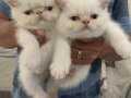 Color Point Exotic Shorthair yavrumuz. Safkan