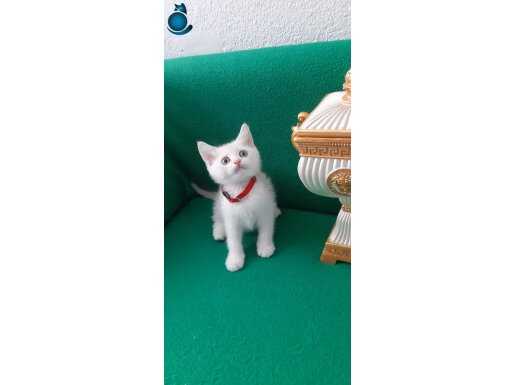 BRİTİSH SHORTHAİR YAVRUMUZ YENİ YUVASINA GİTMEYE HAZIR 