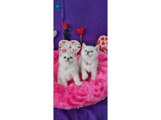 BRİTİSH SHORTHAİR YAVRULARIMIZ YENİ YUVALARINA GİTMEYE HAZIR