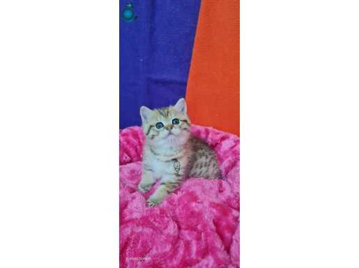 BRİTİSH SHORTHAİR TONTON SURATLI YAVRUMUZ SİZLERİ BEKLİYOR 