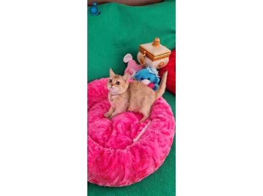 GOLDEN BRİTİSH SHORTHAİR NY12 YUVARLAK GÖZLÜ OYUNCU EVCİLMEN