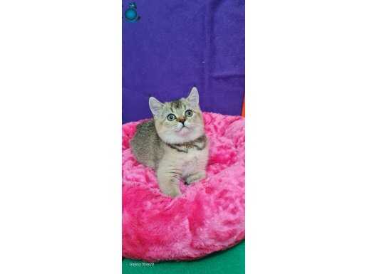 NY25 GOLDEN BRİTİSH SHORTHAİR 