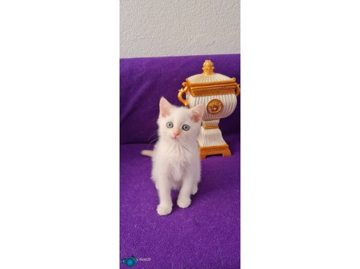 REDPOİNT MAVİŞ GÖZLÜ BRİTİSH SHORTHAİR 