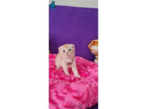 A+++SHOWCLAS KALİTEDE SCOTTİSH FOLD YAVRUMUZ SİZLERİ BEKLİYO