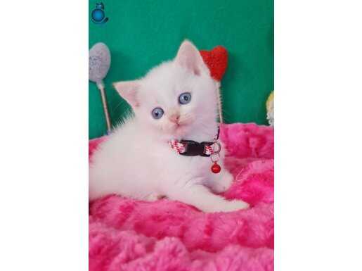 MAVİŞ GÖZLÜ SHOWCLAS KALİTEDE BRİTİSH SHORTHAİR VC EĞİTİMLİ 