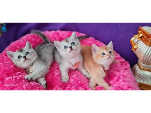 BRİTİSH SHORTHAİR A+++KALİTEDE YAVRULARIMIZ VC EĞİTİMLİ 