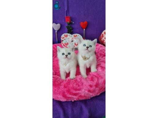 LİNGSPOİNT BRİTİSH SHORTHAİR VC EĞİTİMLİ OYUNCU EVCİLMEN 