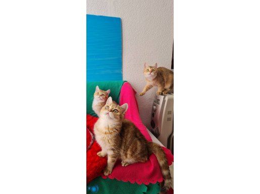 GOLDEN BRİTİSH SHORTHAİR YAVRULARIMIZ SİZLERİ BEKLİYOR 