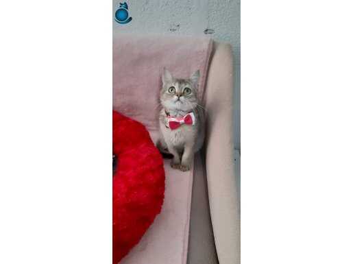 NY25 GOLDEN BRİTİSH SHORTHAİR 