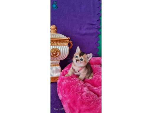 A+A+A SHOWCLAS KALİTEDE GOLDEN NY12 DİŞİ YAVRUMUZ EFSANE 