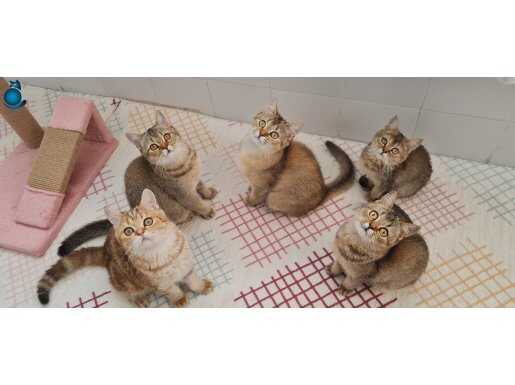 GOLDEN NY25 YAVRULARIMIZ SİZLERİ BEKLİYOR VC EĞİTİMLİ OYUNCU