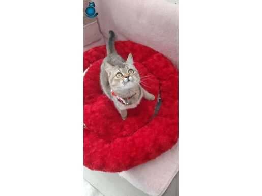 GOLDEN BRİTİSH SHORTHAİR YAVRULARIMIZ SİZLERİ BEKLİYOR 