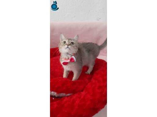 GOLDEN BRİTİSH SHORTHAİR YAVRUMUZ SİZLERİ BEKLİYOR 