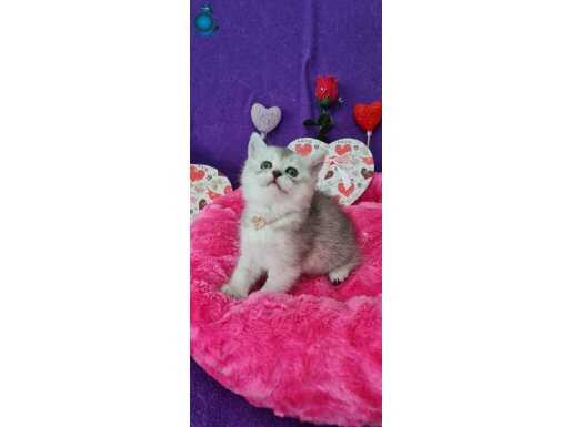 EFSANE TOPAÇ KAFA BRİTİSH SHORTHAİR GÜMÜŞ RENGİ 