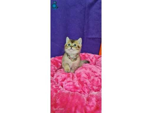 A+++KALİTEDE NY12 YUVARLAK GÖZLÜ BRİTİSH SHORTHAİR 