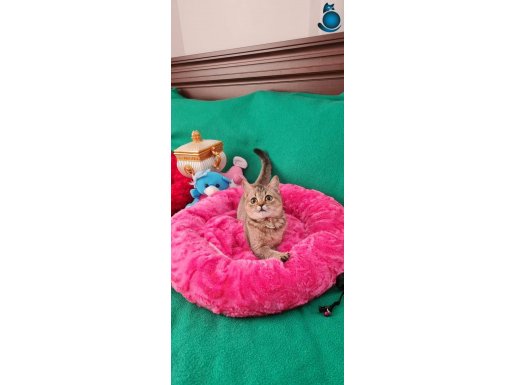 GOLDEN BRİTİSH SHORTHAİR SHOWCLASS KALİTEDE VC EĞİTİMLİ 