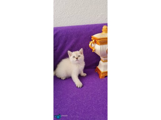 KOCA KAFALI BRİTİSH SHORTHAİR SHOWCLAS KALİTEDE VC EĞİTİMLİ 