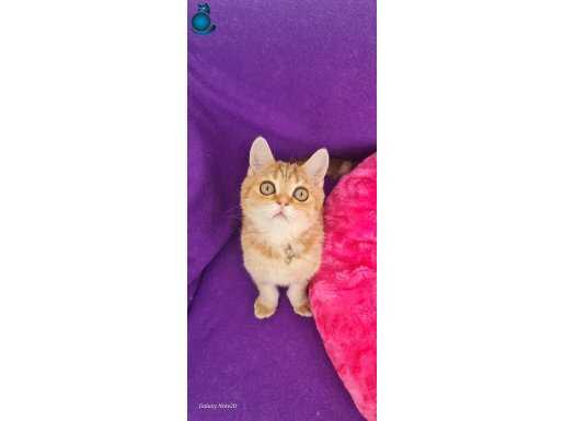 TAYGIR DAMALI NY11 GOLDEN BRİTİSH SHORTHAİR YUVARLAK GÖZLÜ 